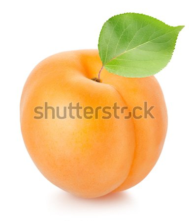 Aprikose Blatt isoliert weiß Essen orange Stock foto © Givaga