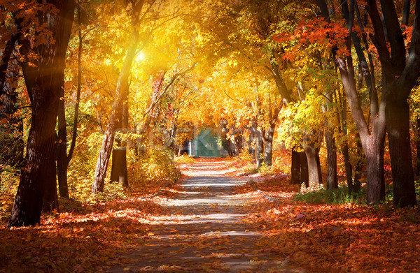 Alley in the autumn park Stock photo © Givaga