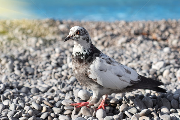 Gray pigeon on the stones Stock photo © Givaga