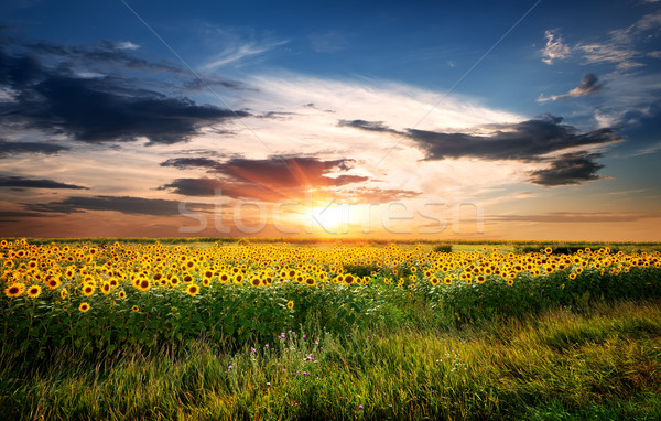 日出    天空 / field of yellow blossoming sunflowers at sunrie