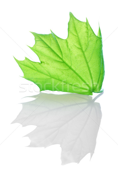 Green maple Stock photo © Givaga