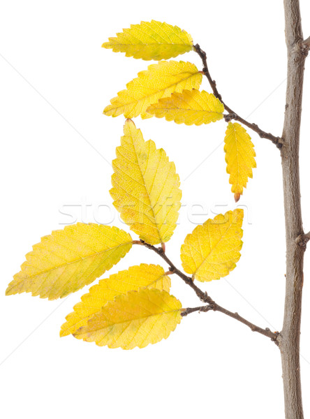 Amarillo otono rama aislado blanco fotografía Foto stock © Givaga