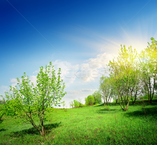 Jeunes arbres vert pelouse printemps arbre [[stock_photo]] © Givaga