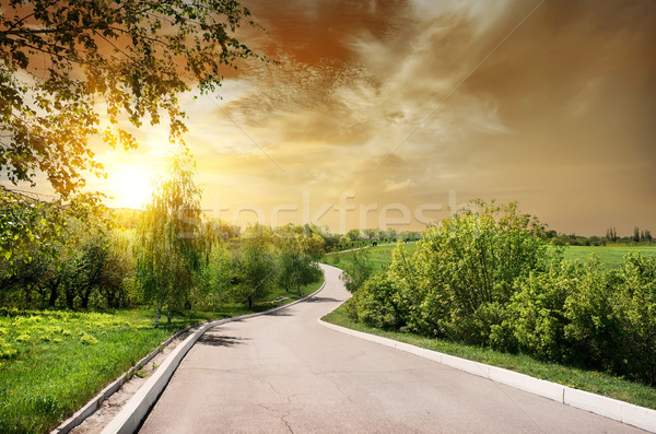 Stock photo: Asphalted road and birches