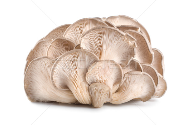 Ostra cogumelo isolado branco Foto stock © Givaga