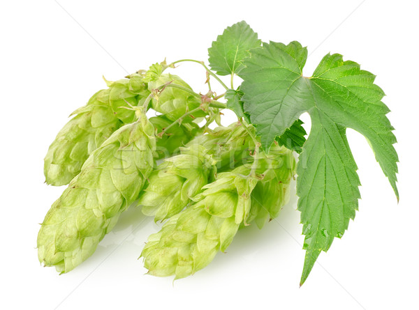 Cluster of hops Stock photo © Givaga