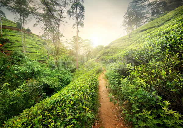 Footpath in tea plantation Stock photo © Givaga