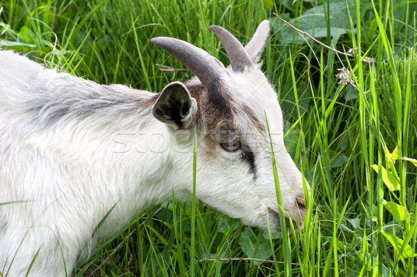 Goat in the green grass Stock photo © Givaga