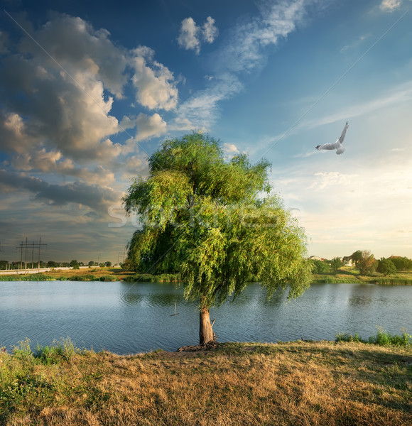 Bird over the osier near river Stock photo © Givaga