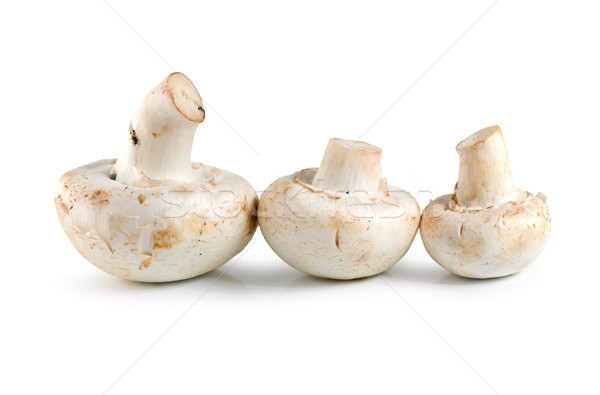Three champignons Stock photo © Givaga