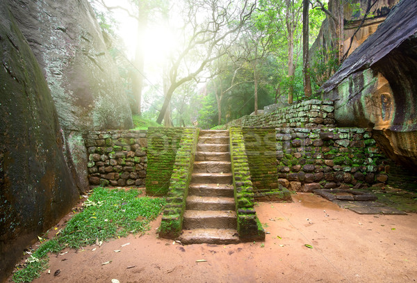 Escalera antigua cubierto musgo Sri Lanka árbol Foto stock © Givaga