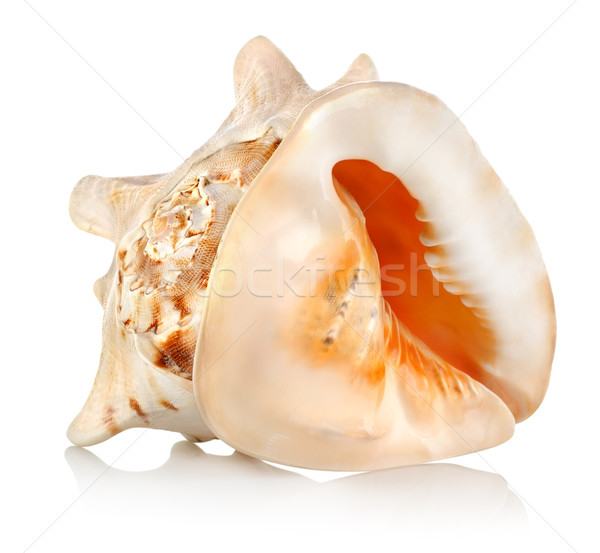 Stock photo: Big seashell