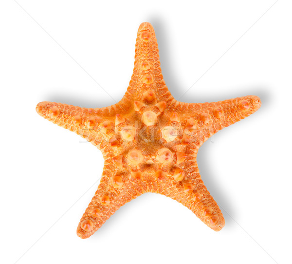 Starfish Stock photo © Givaga