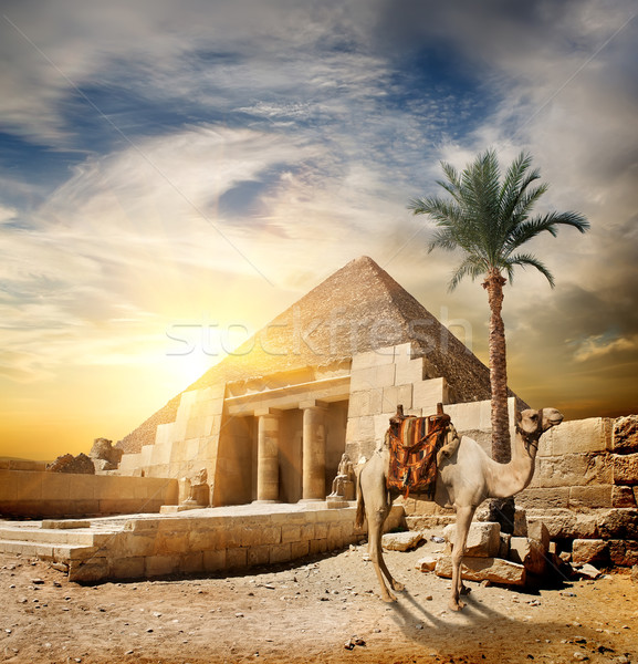 Wygaśnięcia piramidy wielbłąda pustyni niebo dłoni Zdjęcia stock © Givaga