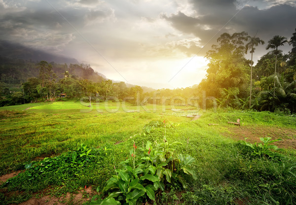 場 斯里蘭卡 多雲 日落 花 草 商業照片 © Givaga