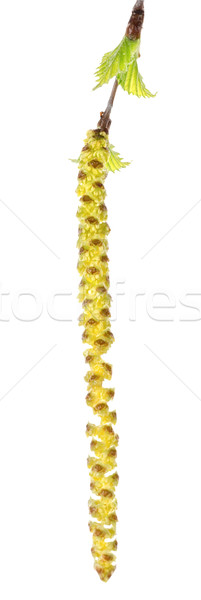 Pączek brzozowy pozostawia odizolowany biały charakter Zdjęcia stock © Givaga