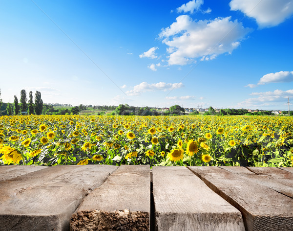 Foto stock: Mesa · de · madera · campo · girasoles · mesa · cielo · azul · nubes