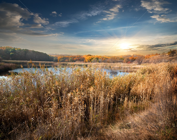 Reeds and lake Stock photo © Givaga