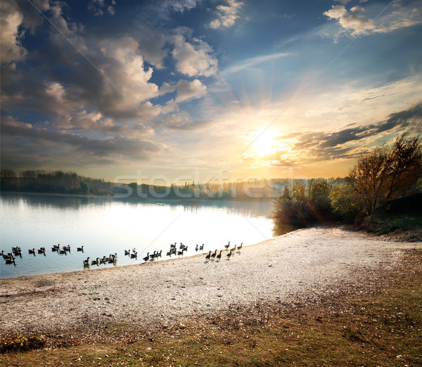 Stockfoto: Ganzen · meer · landelijk · zonsondergang · wolken