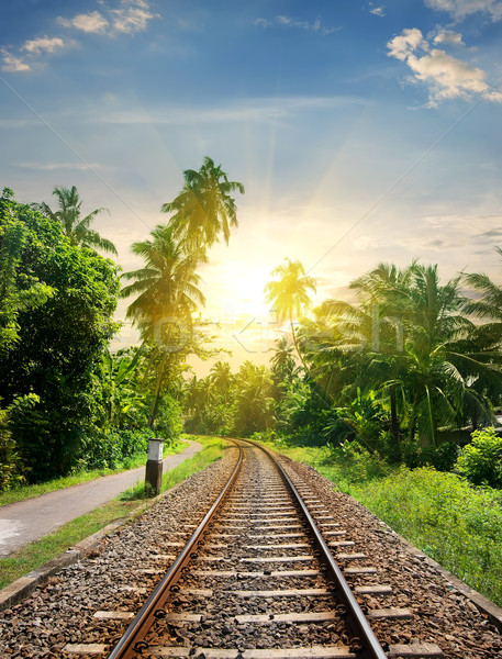 Puesta del sol ferrocarril selva Sri Lanka hierba carretera Foto stock © Givaga