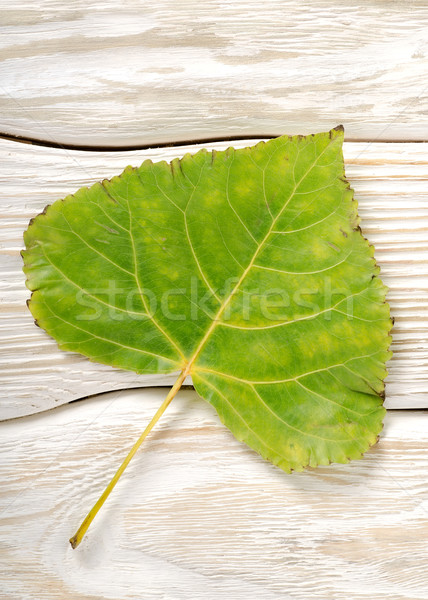 Poplar leaf on a wooden background Stock photo © Givaga