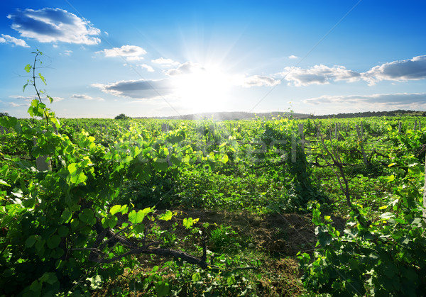 день виноградник красивой лет небе Сток-фото © Givaga