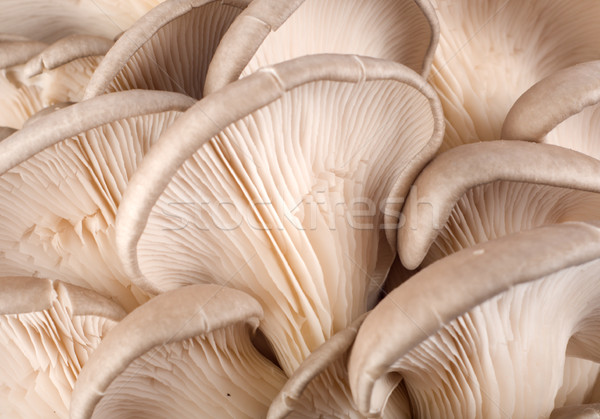 Background from mushroom Stock photo © Givaga