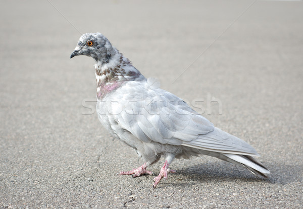 Grey pigeon  Stock photo © Givaga
