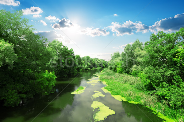 River and forest Stock photo © Givaga