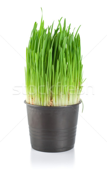 Green grass in a pot Stock photo © Givaga