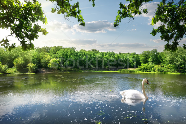 Swan on the river Stock photo © Givaga
