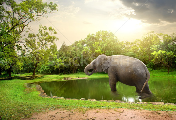 Elefant, bathing  in lake Stock photo © Givaga