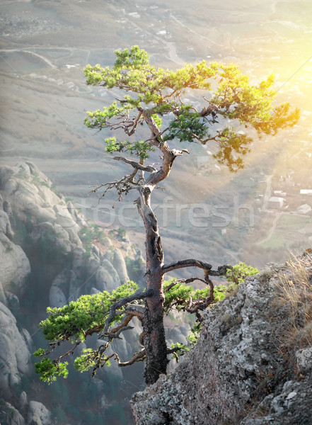 Tree on the rock Stock photo © Givaga