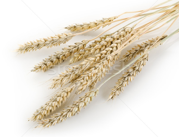 Stalks of wheat Stock photo © Givaga