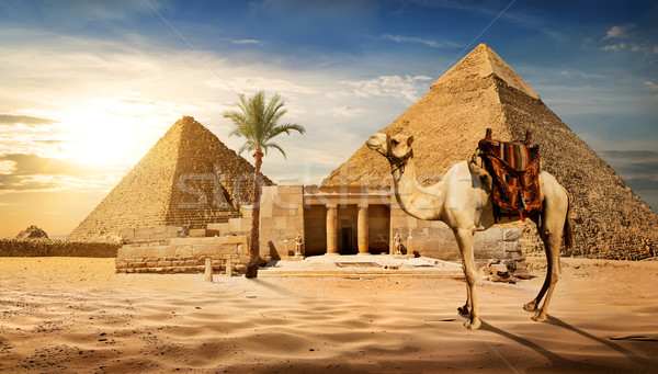 Wejście piramidy wielbłąda niebo wygaśnięcia krajobraz Zdjęcia stock © Givaga