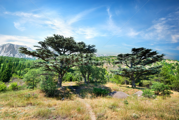 Berg bos bomen hemel wolken gras Stockfoto © Givaga