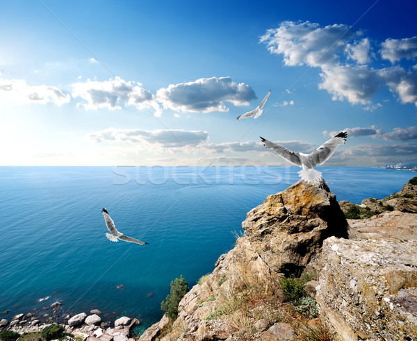 Stok fotoğraf: Martılar · deniz · üç · dağlar · gökyüzü · su