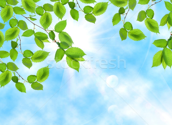 Green leaf opposite sun and sky Stock photo © Givaga