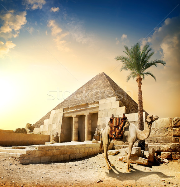 Wielbłąda piramidy kolumny niebo słońce wygaśnięcia Zdjęcia stock © Givaga