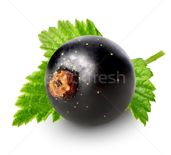 [[stock_photo]]: Berry · noir · groseille · isolé · blanche · feuille