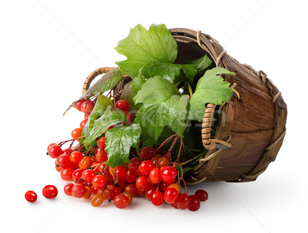 Viburnum in a basket Stock photo © Givaga