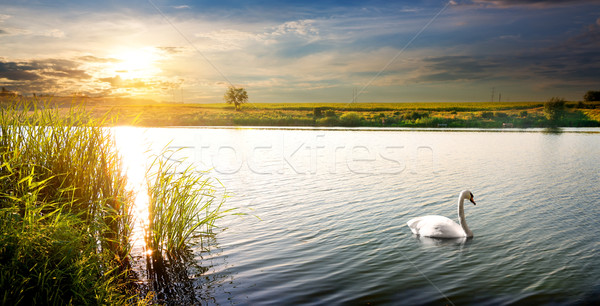 лебедя закат белый реке небе дерево Сток-фото © Givaga