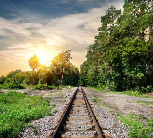 Railroad through the forest Stock photo © Givaga