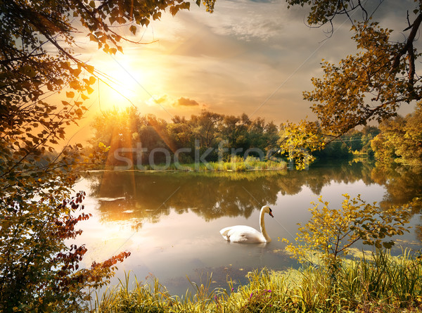 Cygne étang forêt soleil coucher du soleil [[stock_photo]] © Givaga