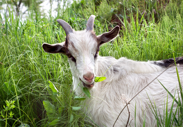 Goat Stock photo © Givaga