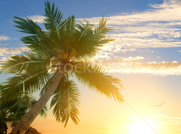 Foto stock: Nuvens · palms · aves · palmeiras · praia