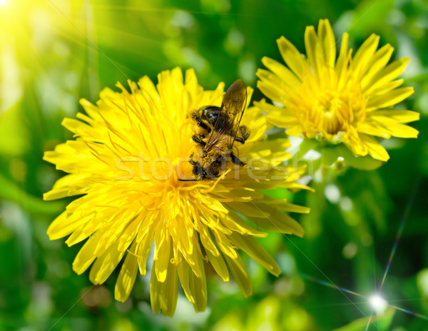 Foto stock: Abelha · dandelion · primavera · prado · flor · natureza