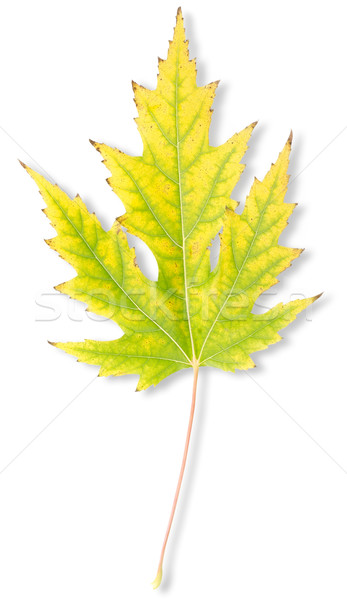 ストックフォト: 黄色 · 秋 · カエデの葉 · 孤立した · 白 · 自然