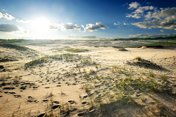 Grass in desert Stock photo © Givaga