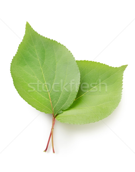 Laisse isolé blanche feuille personne fond blanc [[stock_photo]] © Givaga